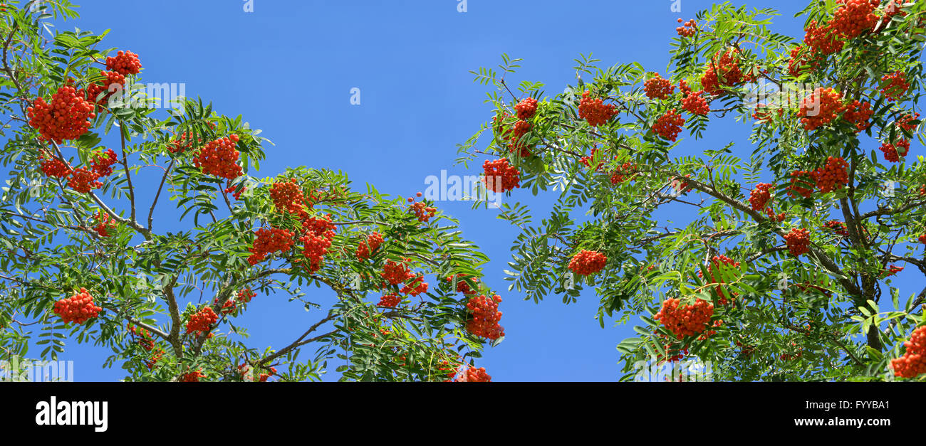 Ripe rowanberries on a rowan tree Stock Photo