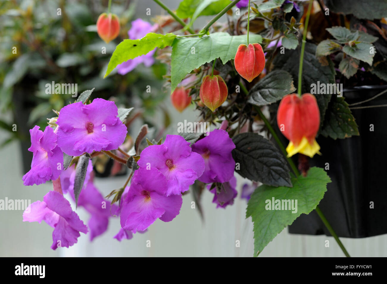 Achimenes longiflora in flower Stock Photo