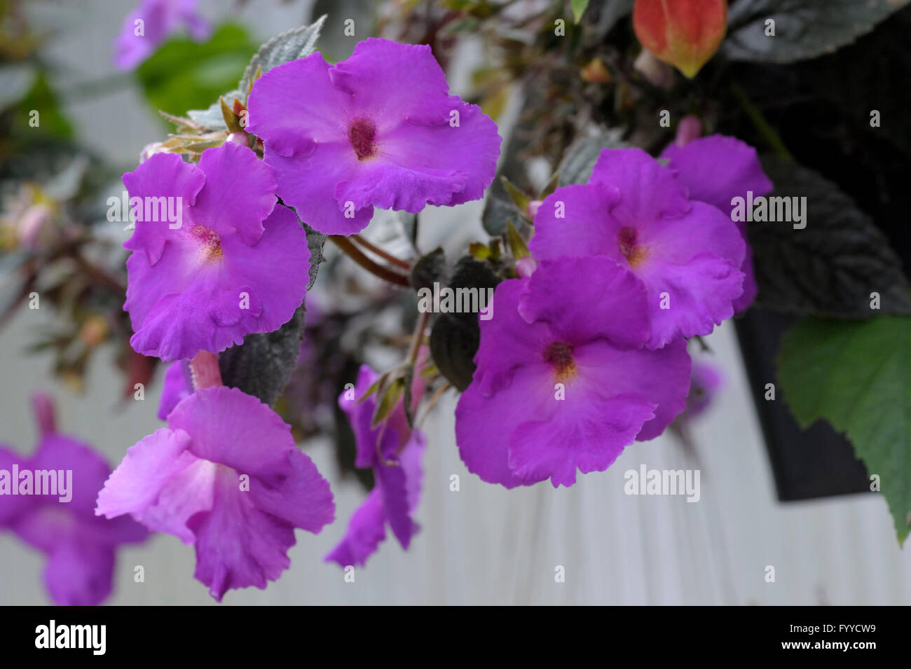 Achimenes longiflora in flower Stock Photo