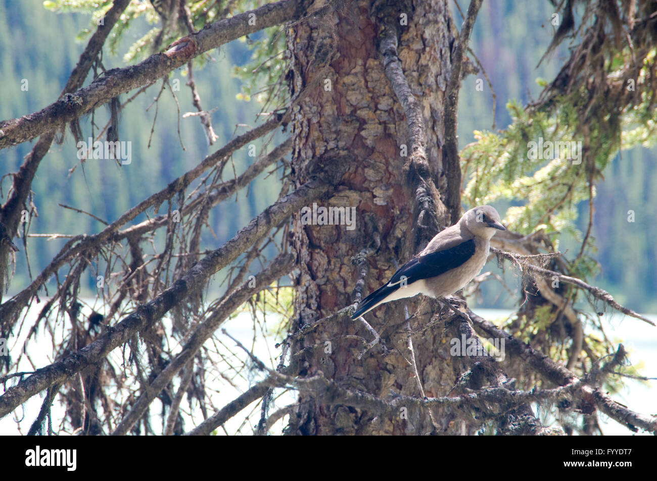 Canadian Gray Jay Perisoreus canadensis Stock Photo Alamy
