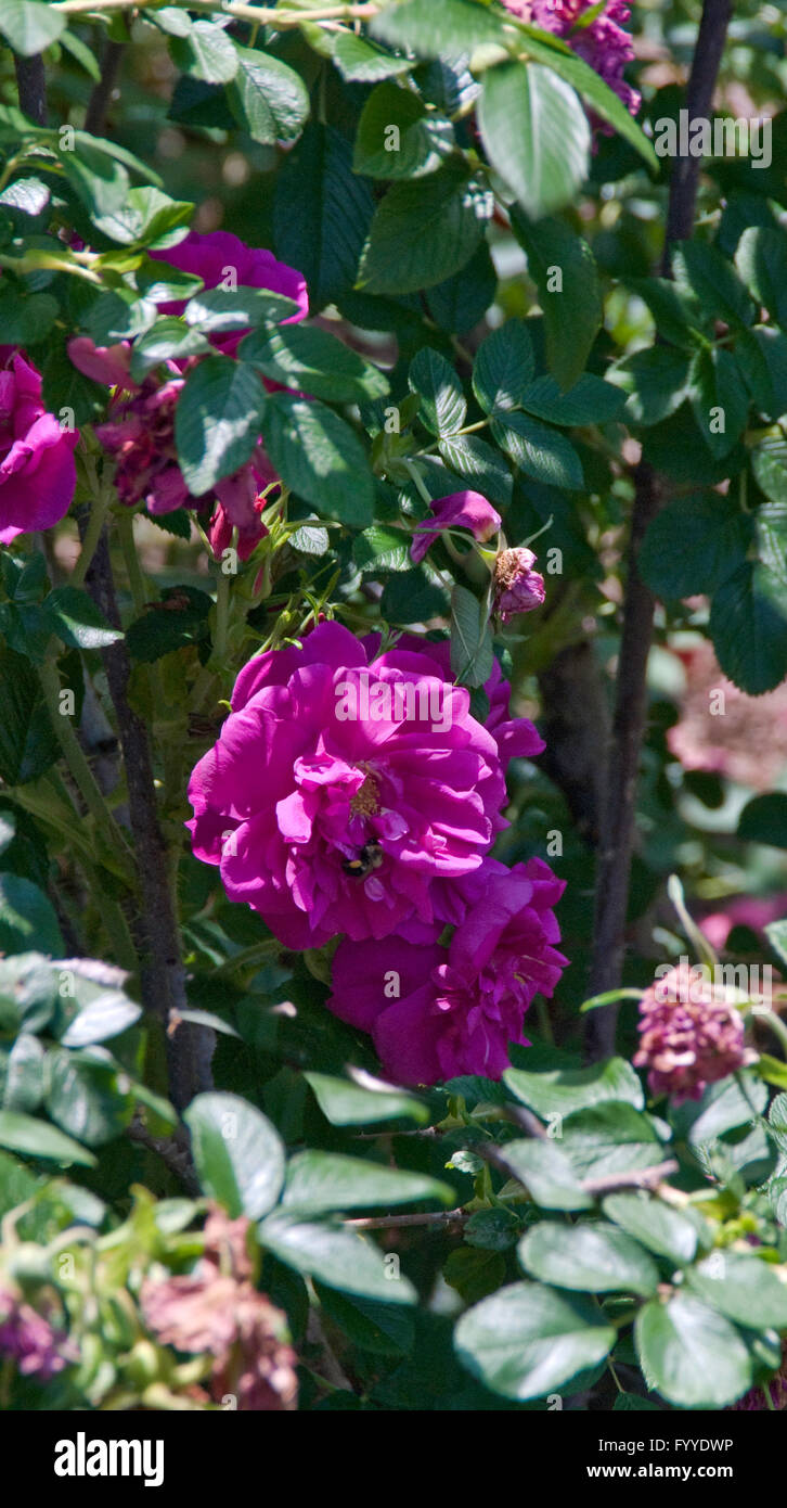 Rose, Rosa  ROSERAIE DE L'HAY ,  hybrid rugosa, Stock Photo