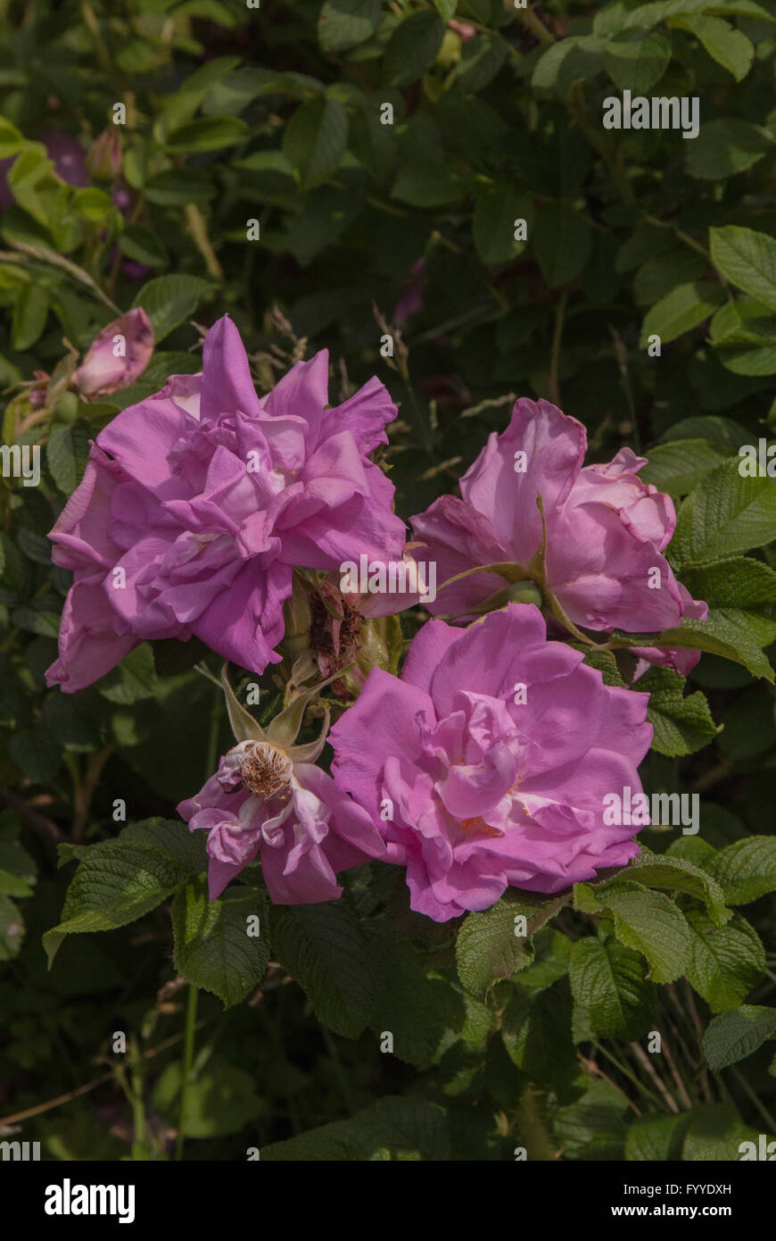 Rose, Rosa , BELLE POITEVINE, Hybrid  rugosa, Stock Photo