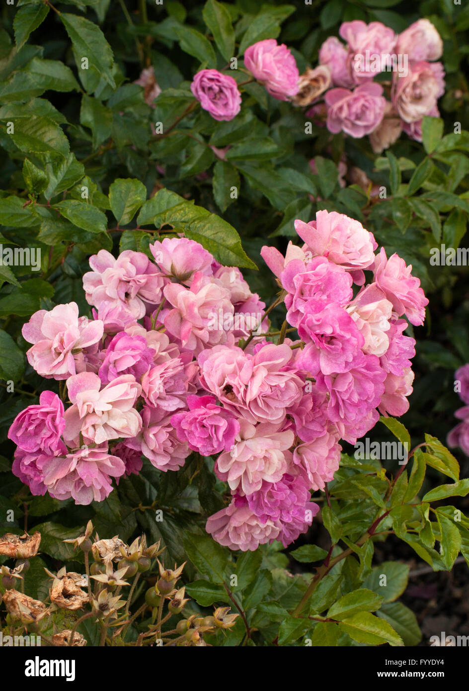 Rose,  Rosa GARTENDIREKTOR OTTO LINNE, shrub Stock Photo