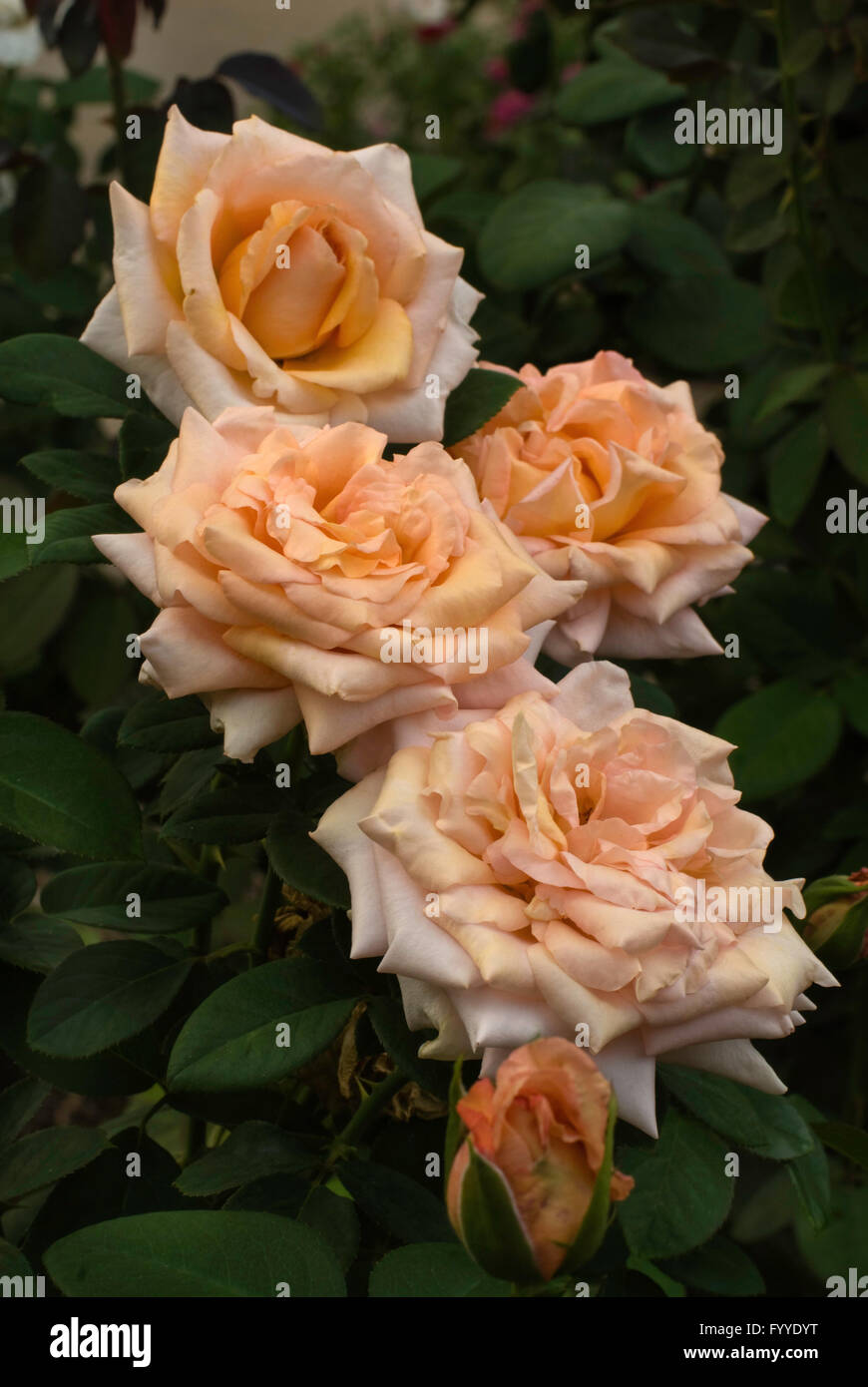 Rose, Rosa Warm Wishes, aka Sunset Celebration Stock Photo