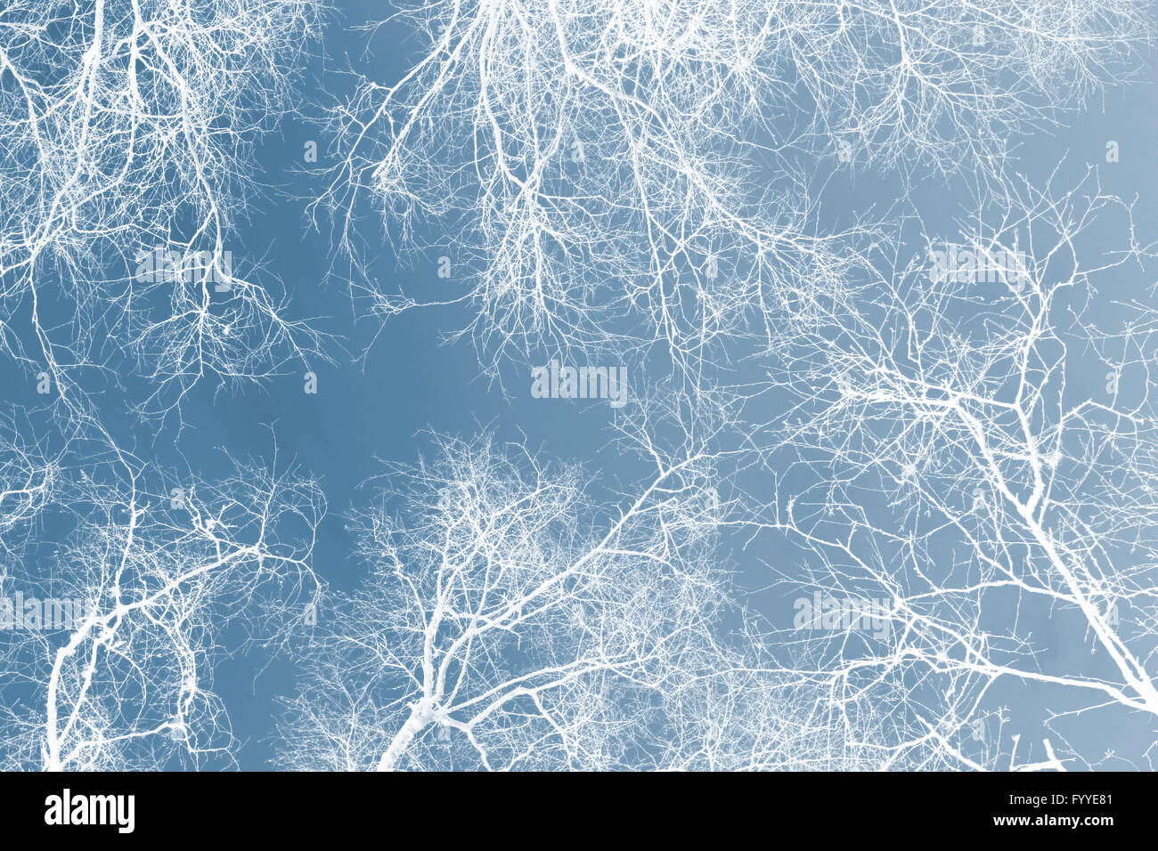 White silhouetted trees against a blue sky Stock Photo - Alamy
