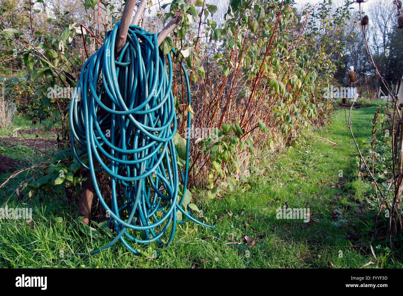 Long hose pipe hires stock photography and images Alamy