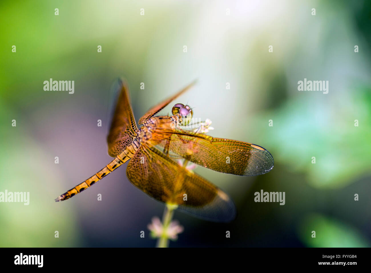 Closeup shot blue dragon hi-res stock photography and images - Alamy