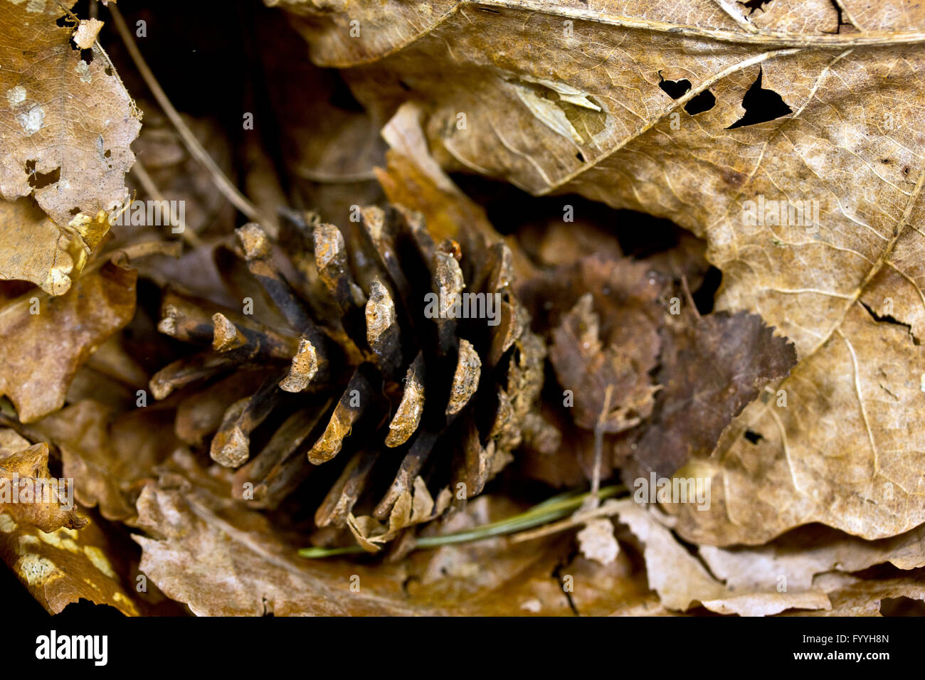 Dried golden brown leaves hi-res stock photography and images - Alamy
