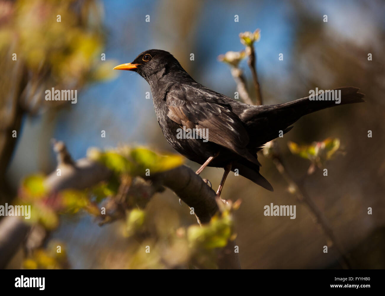 Marula Tree Sitting Hi res Stock Photography And Images Alamy marula-tree-sitting-hi-res-stock-photography-and-images-alamy