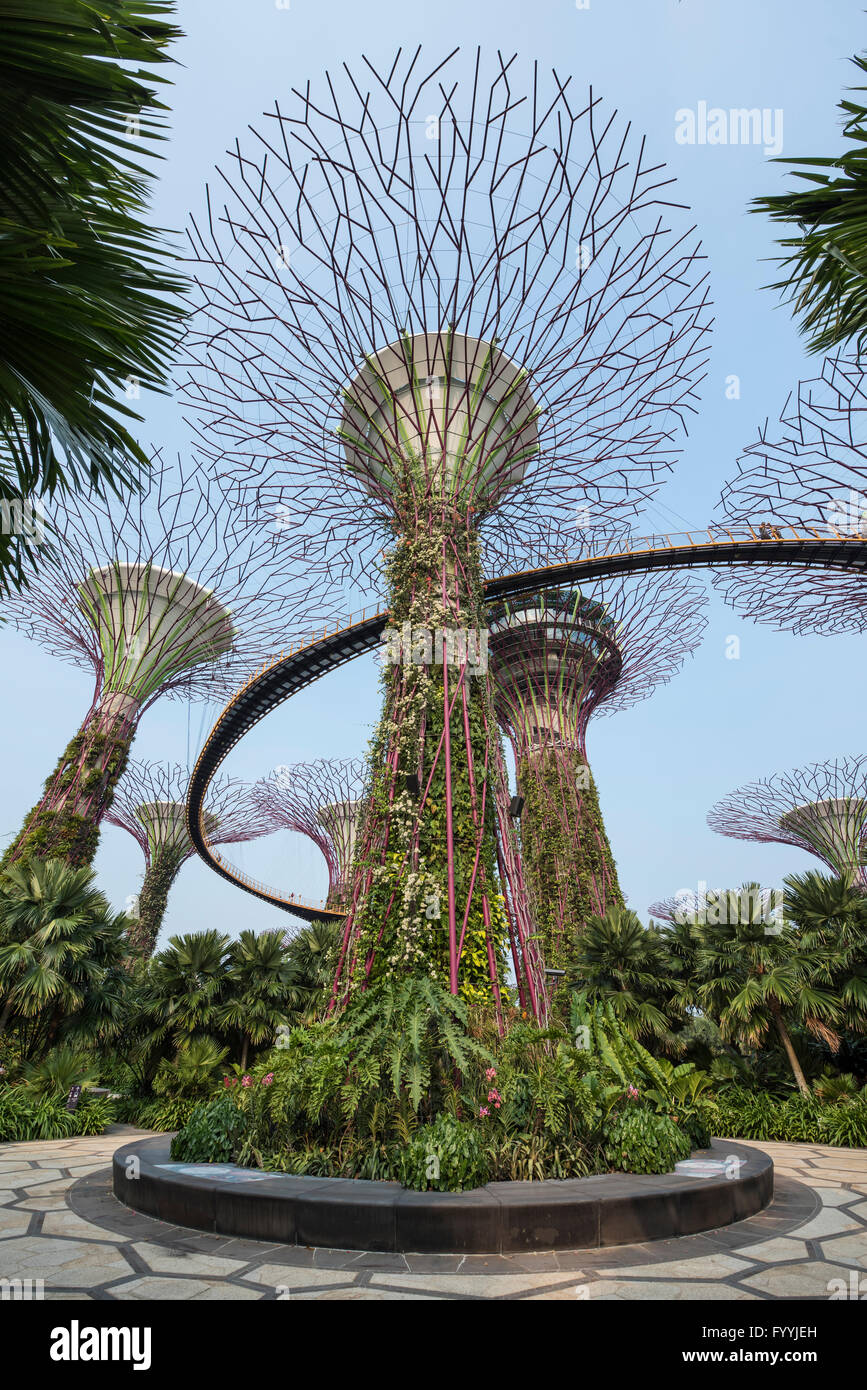 The Super Trees and Walkway in Gardens by the Bay Nature Park