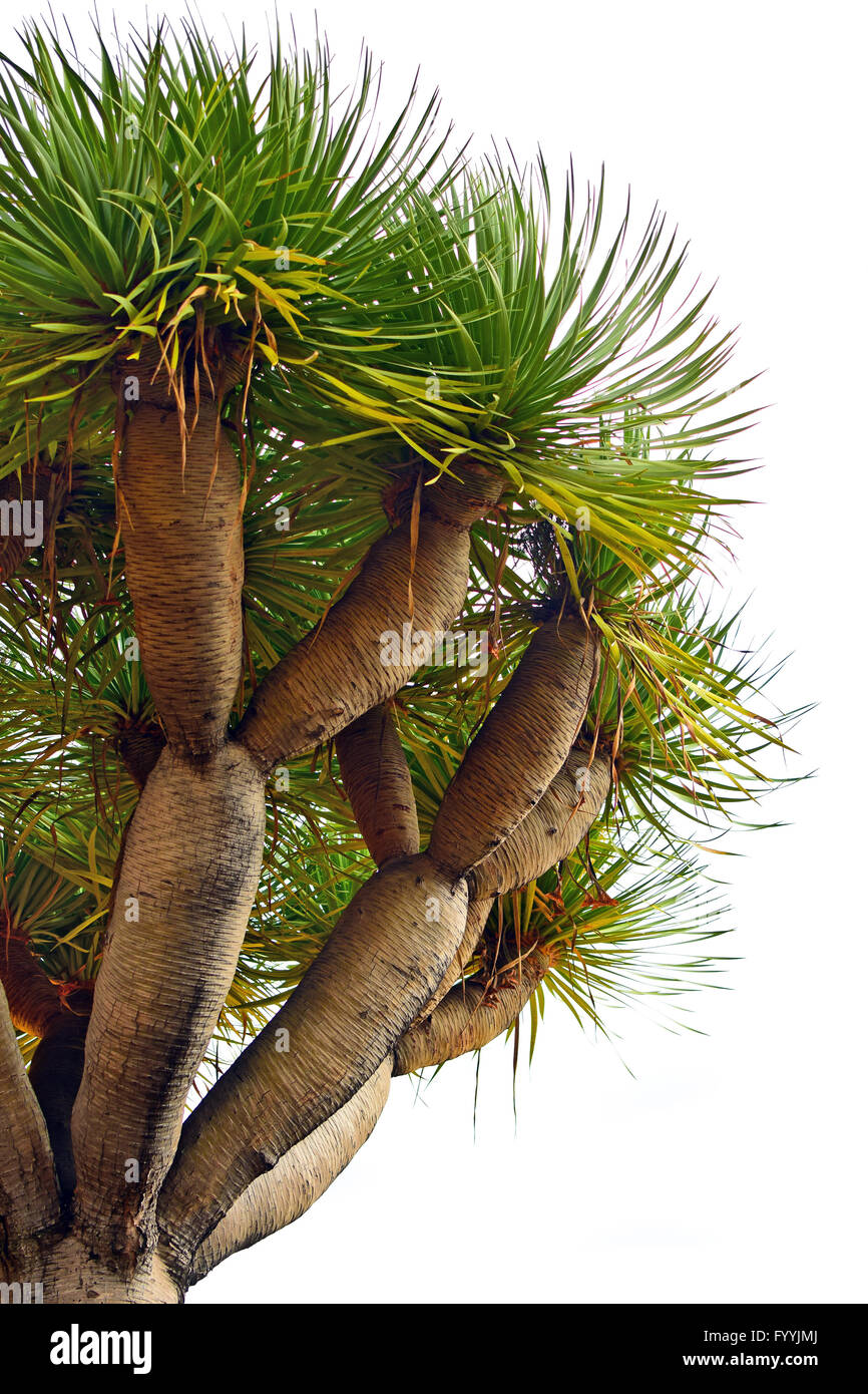 Detail of a dragon tree in Madeira, Portugal Stock Photo