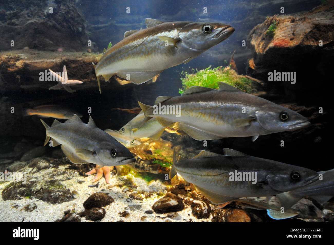 School of Atlantic pollack / European pollock fish (Pollachius pollachius) swimming Stock Photo