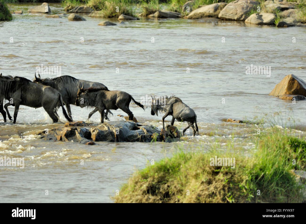 Wildebeest migration crossing the Mara river in the Serengeti Stock Photo