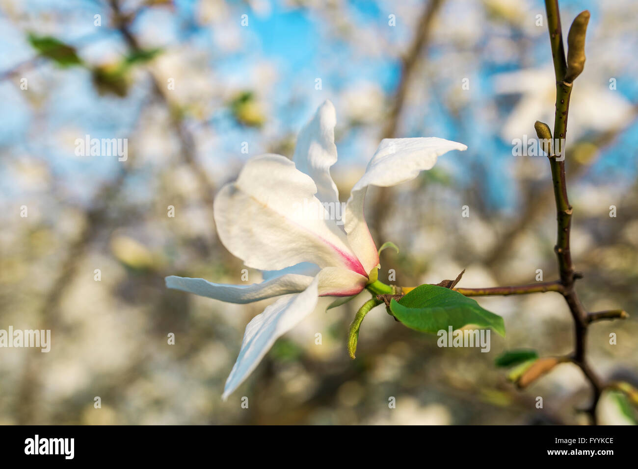 Beautiful white magnolia in spring with soft focus Stock Photo - Alamy