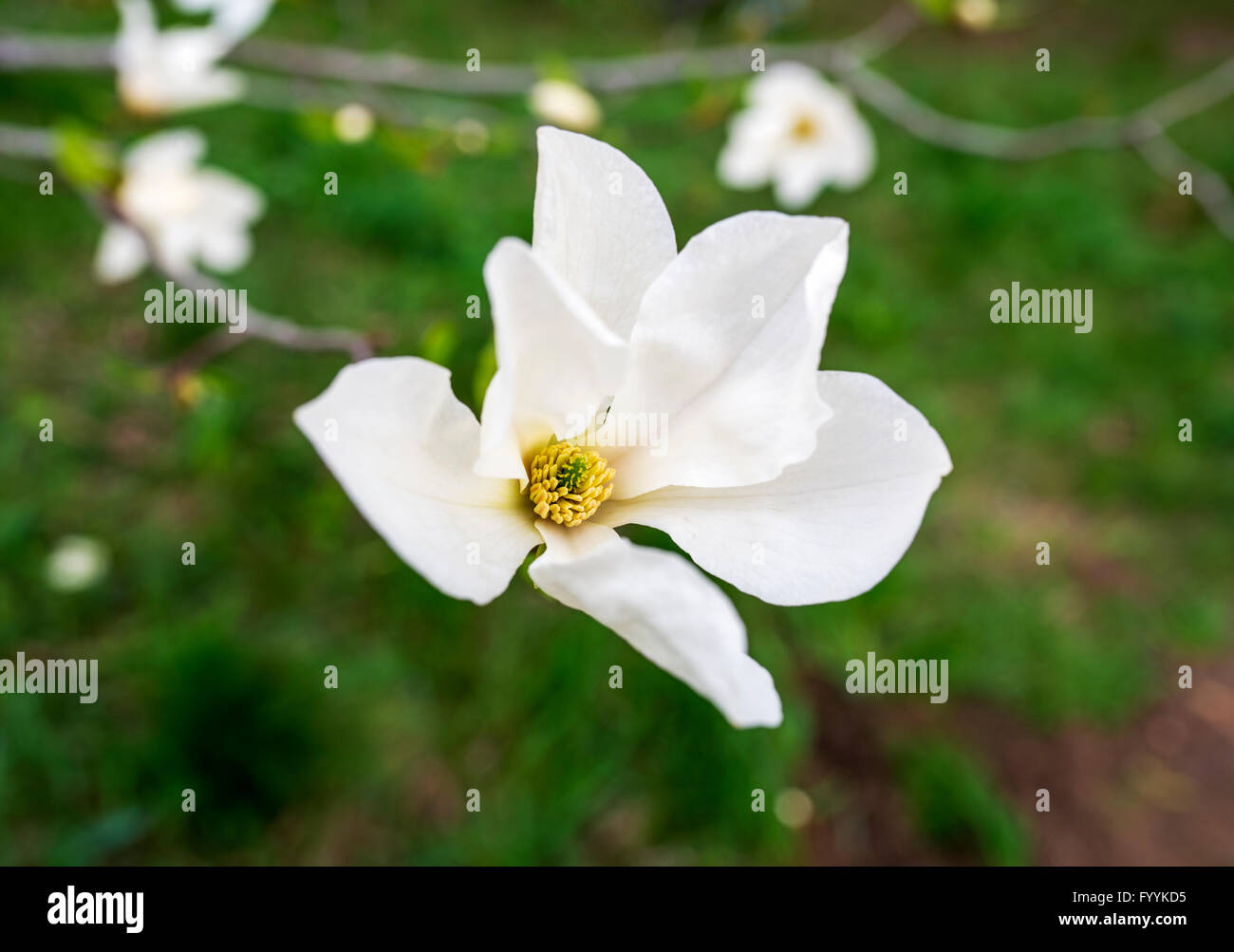 Beautiful white magnolia in spring with soft focus Stock Photo - Alamy