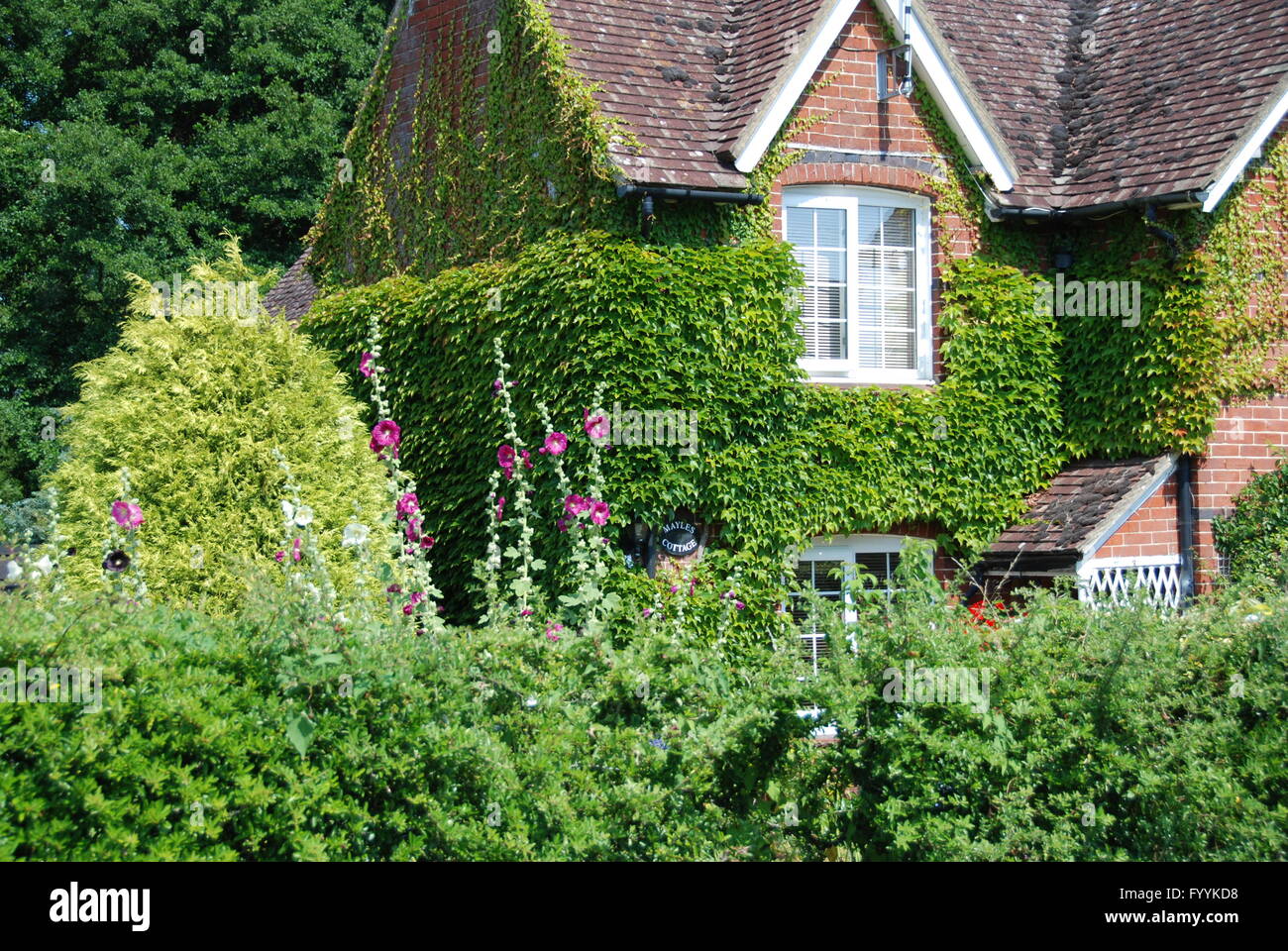 Foliage and flowers at cottage Wickham Hampshire UK Stock Photo