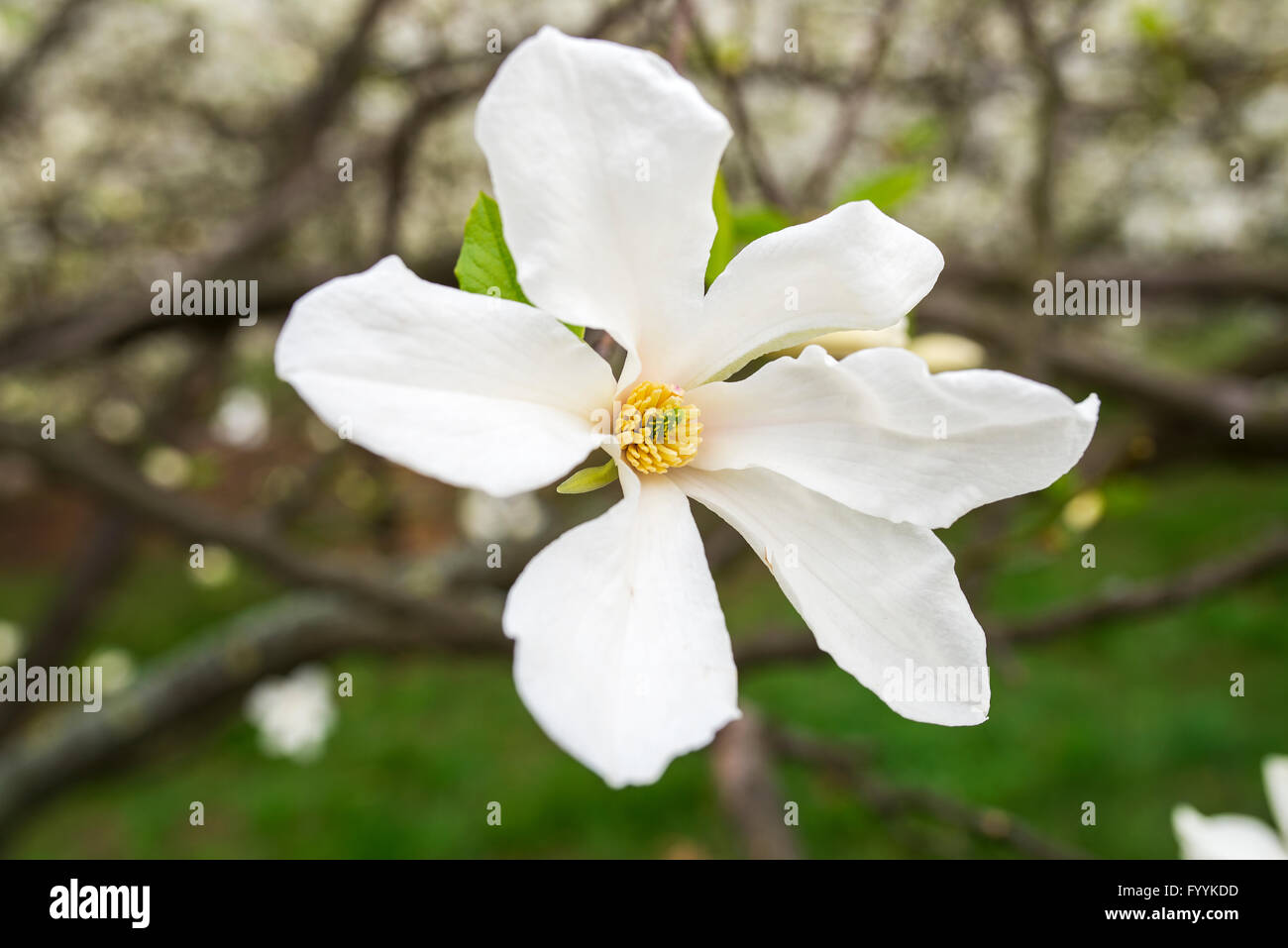Beautiful white magnolia in spring with soft focus Stock Photo - Alamy