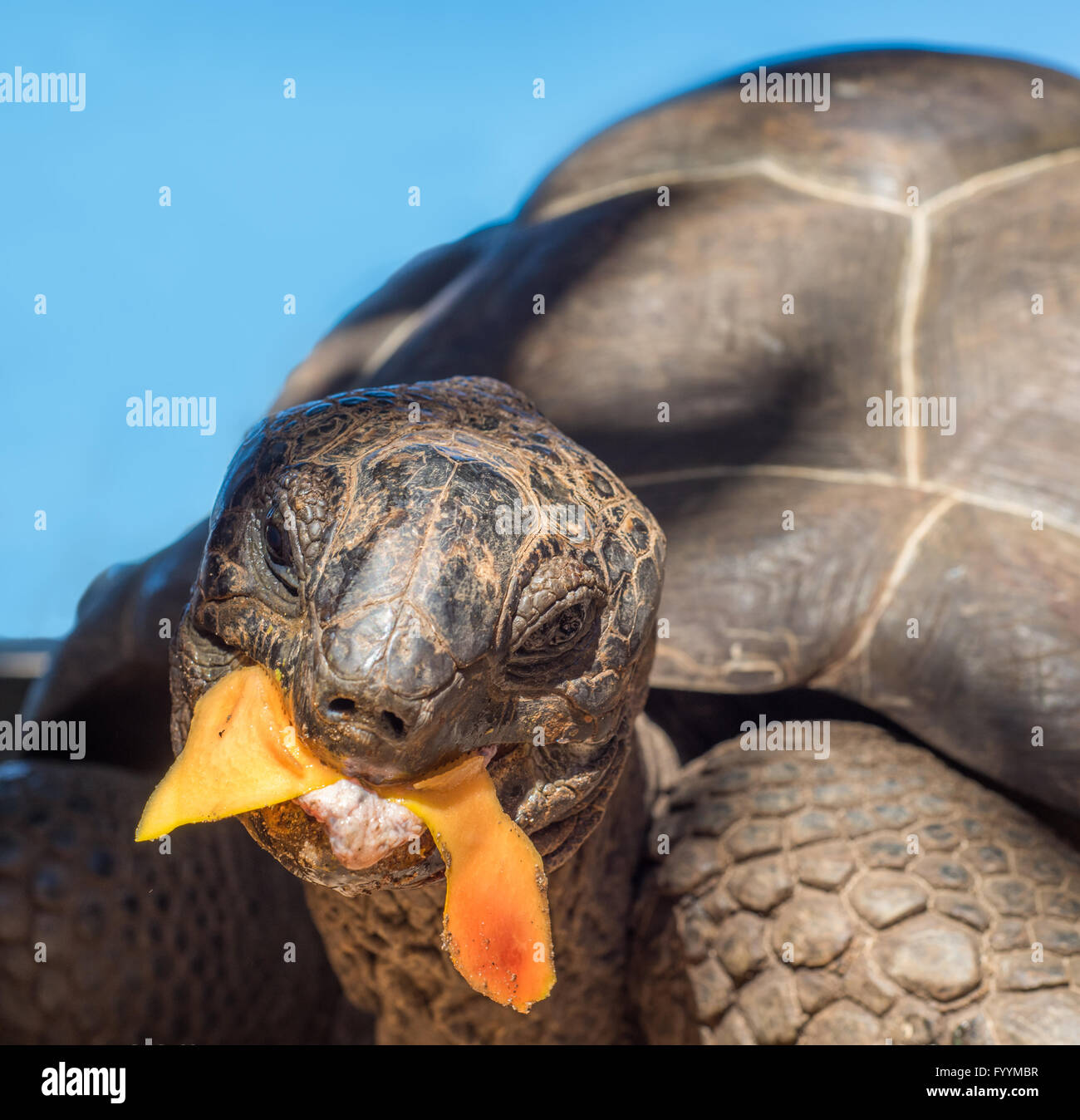 Seychelles giant tortoise Stock Photo