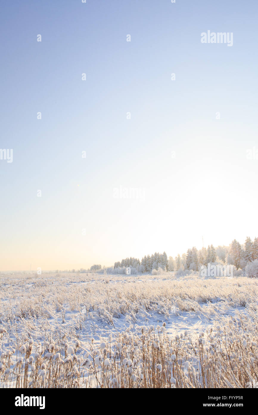 Frosted trees against a blue sky Stock Photo - Alamy