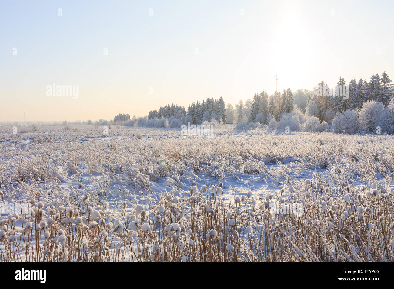 Frosted trees against a blue sky Stock Photo - Alamy