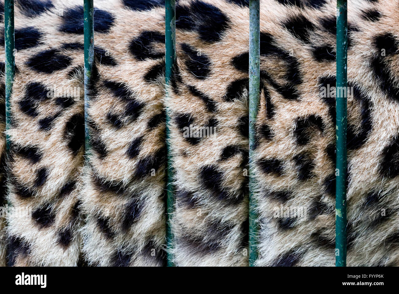A big cat in cage Stock Photo Alamy