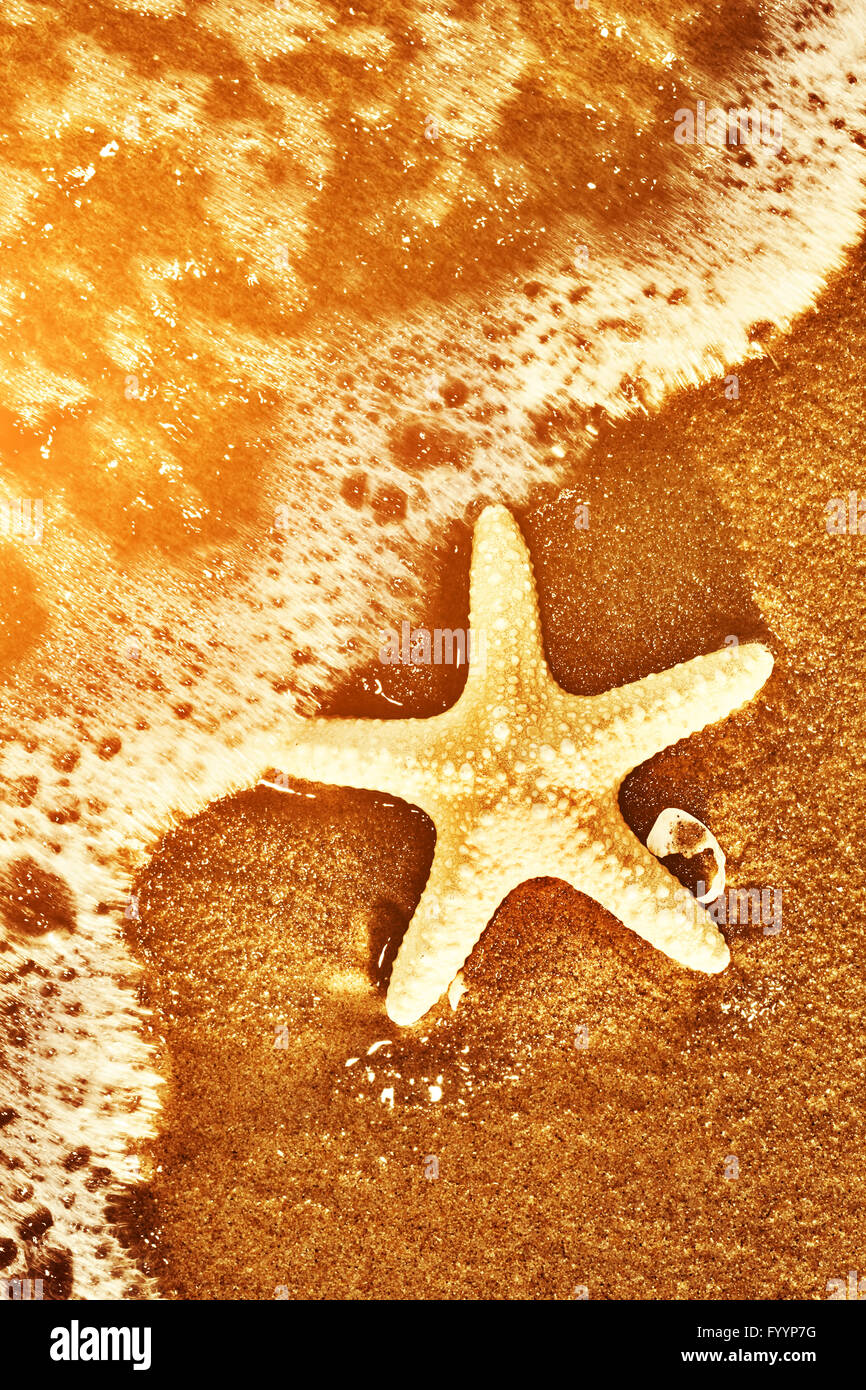 Starfish on the exotic beach Stock Photo