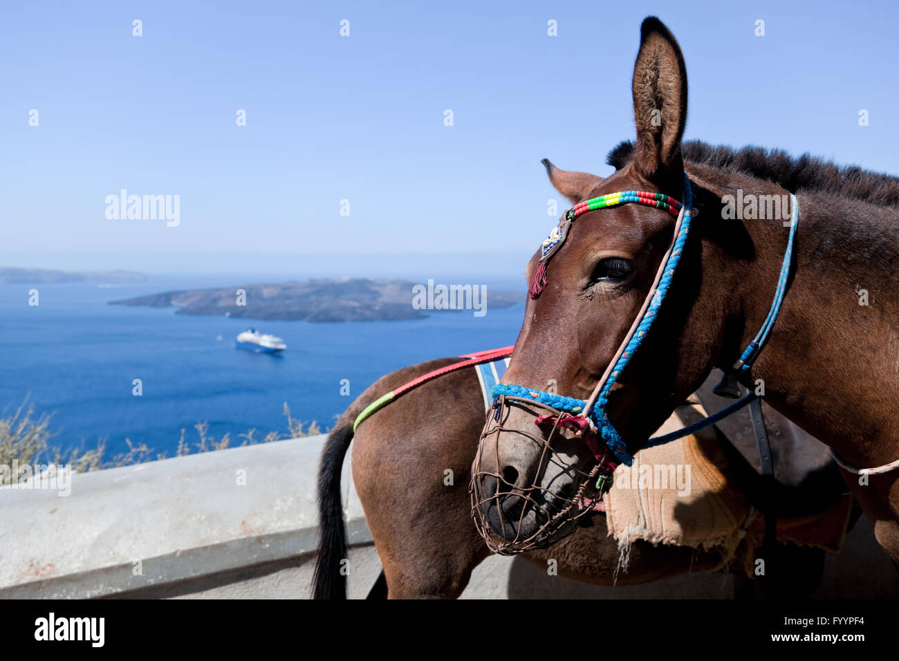 Donkeys in Fira on the Santorini island Stock Photo Alamy