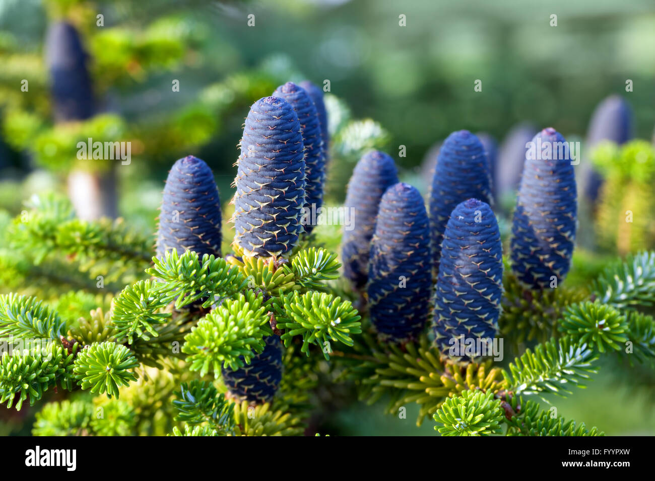 Caucasian fir tree cones close-up. Stock Photo