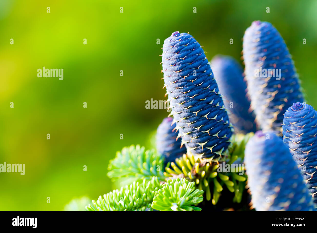 Caucasian fir tree cones close-up. Stock Photo