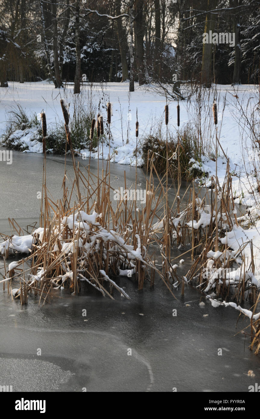 Typha latifolia, Bulrush Stock Photo