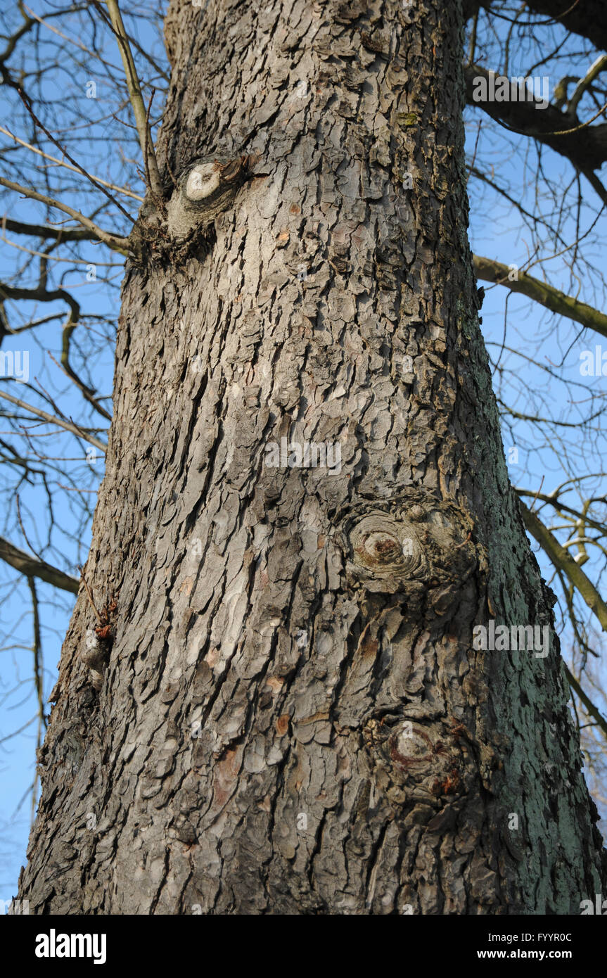 Horse Chestnut Tree Bark