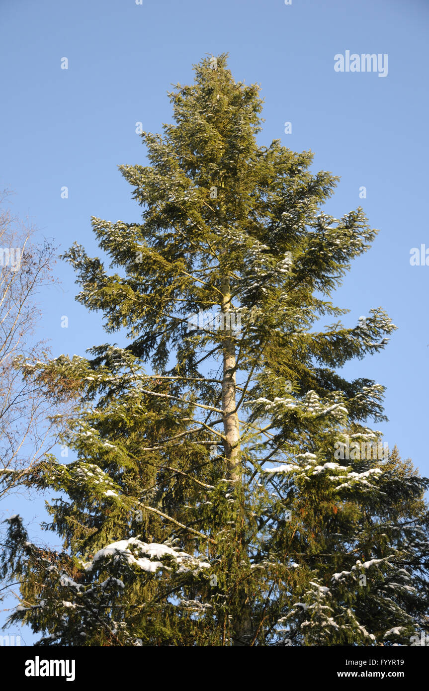 Grand fir tree hi-res stock photography and images - Alamy