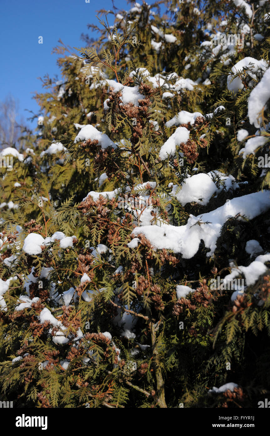 Thuja occidentalis, White cedar Stock Photo