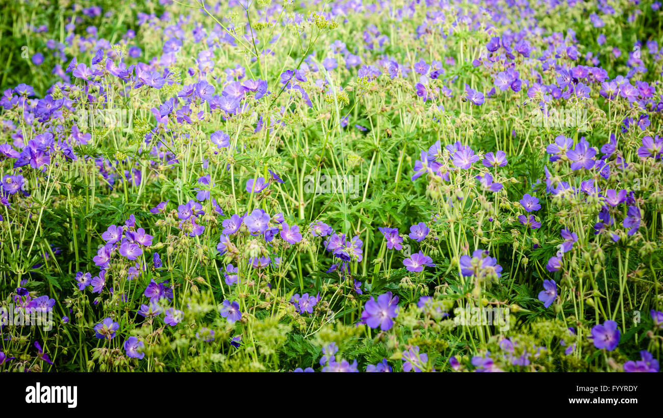 Beautiful purple meadow flowers hi-res stock photography and images - Alamy