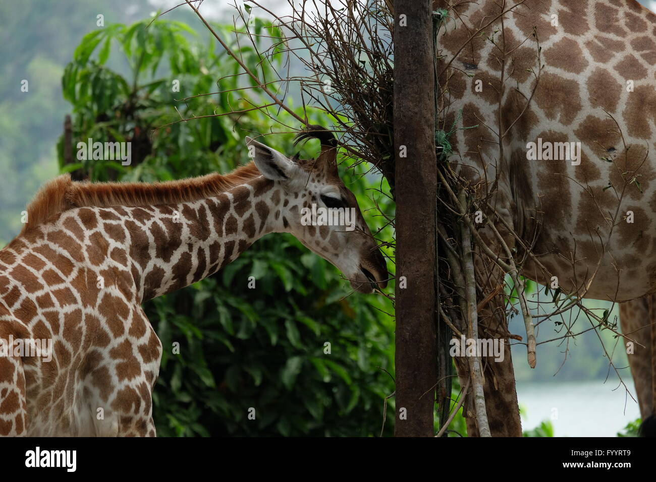 Tall animals hi-res stock photography and images - Alamy
