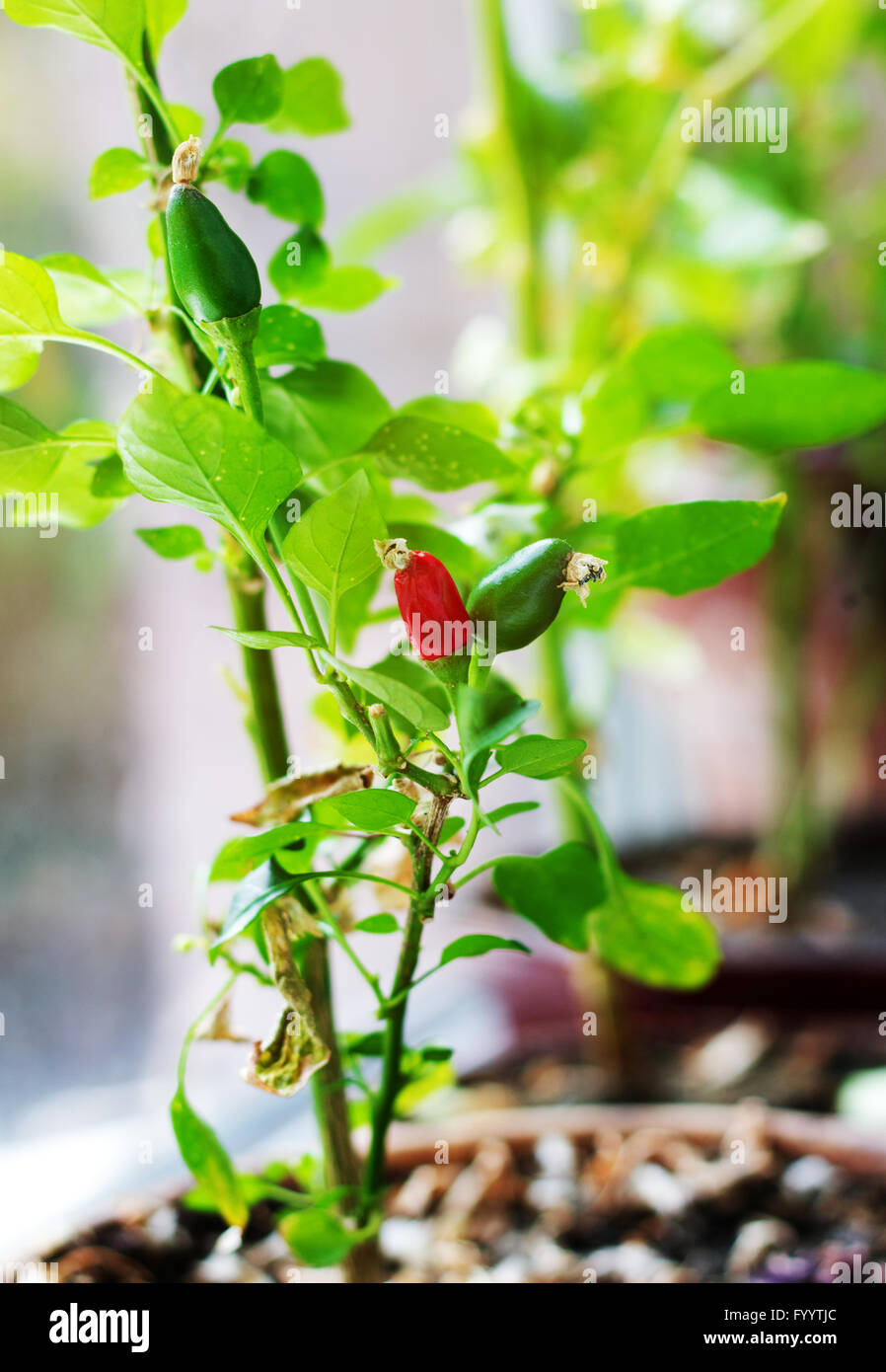 Capsicum annuum. Cultivation of red and green chili pepper on a ...