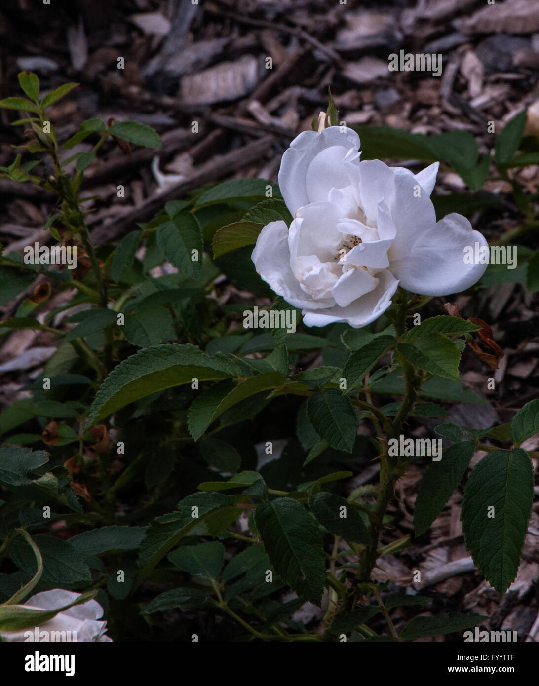 Rose, Mme Georges Bruant , Hybrid rugosa, Stock Photo