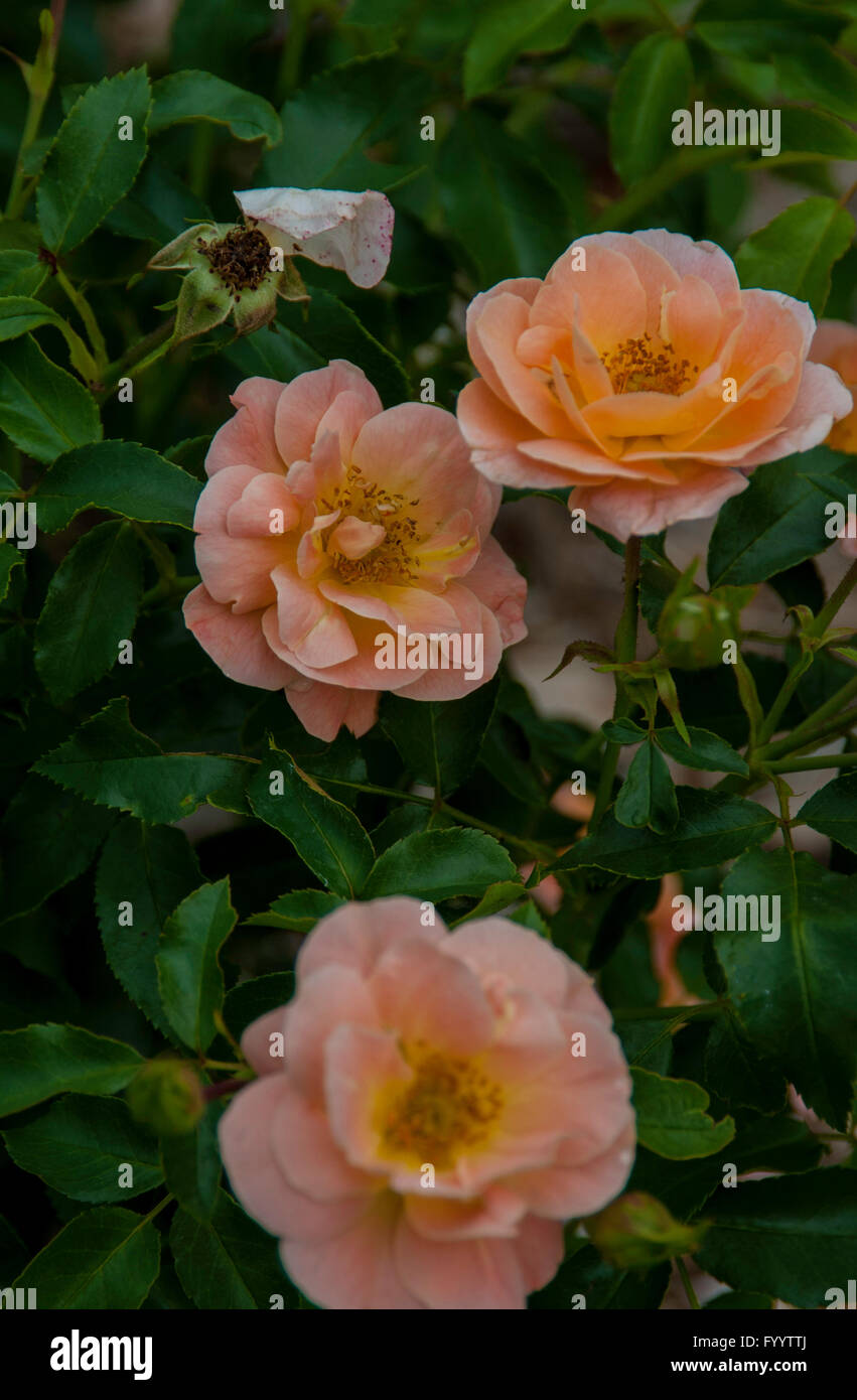 Rose, Rosa  AMBER, flower Carpet rose, Stock Photo