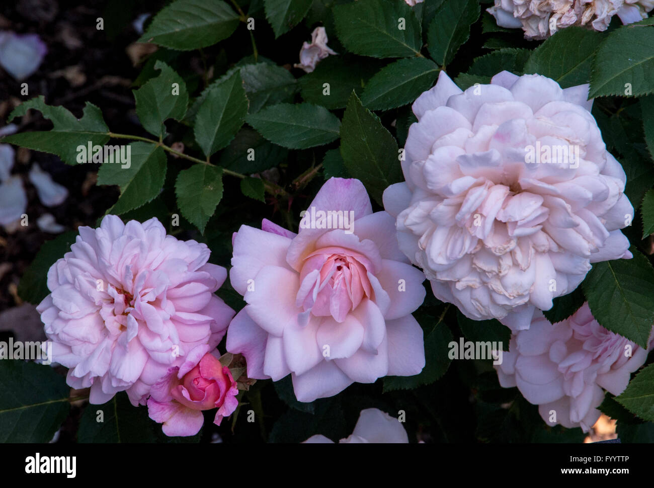Rose , Rosa  Gruss an Aachen, floribunda, Stock Photo