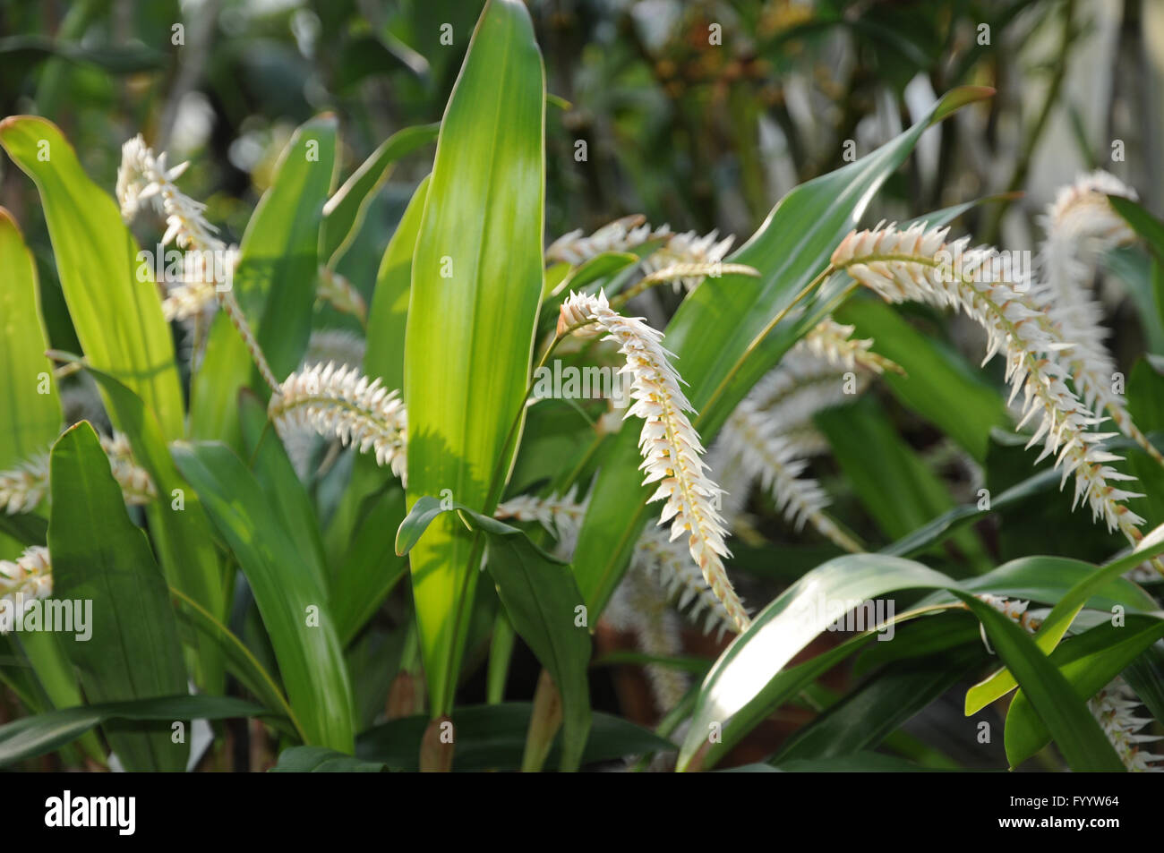 Dendrochilum glumaceum, Hay-scented orchid Stock Photo