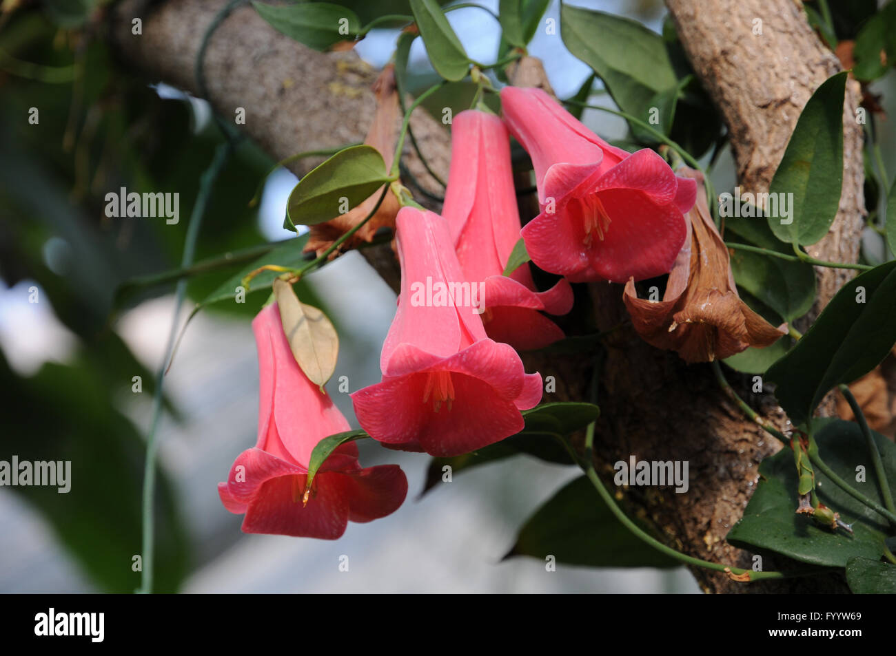 Lapageria rosea /"Chilean Bellflower/" red pure and mix colours