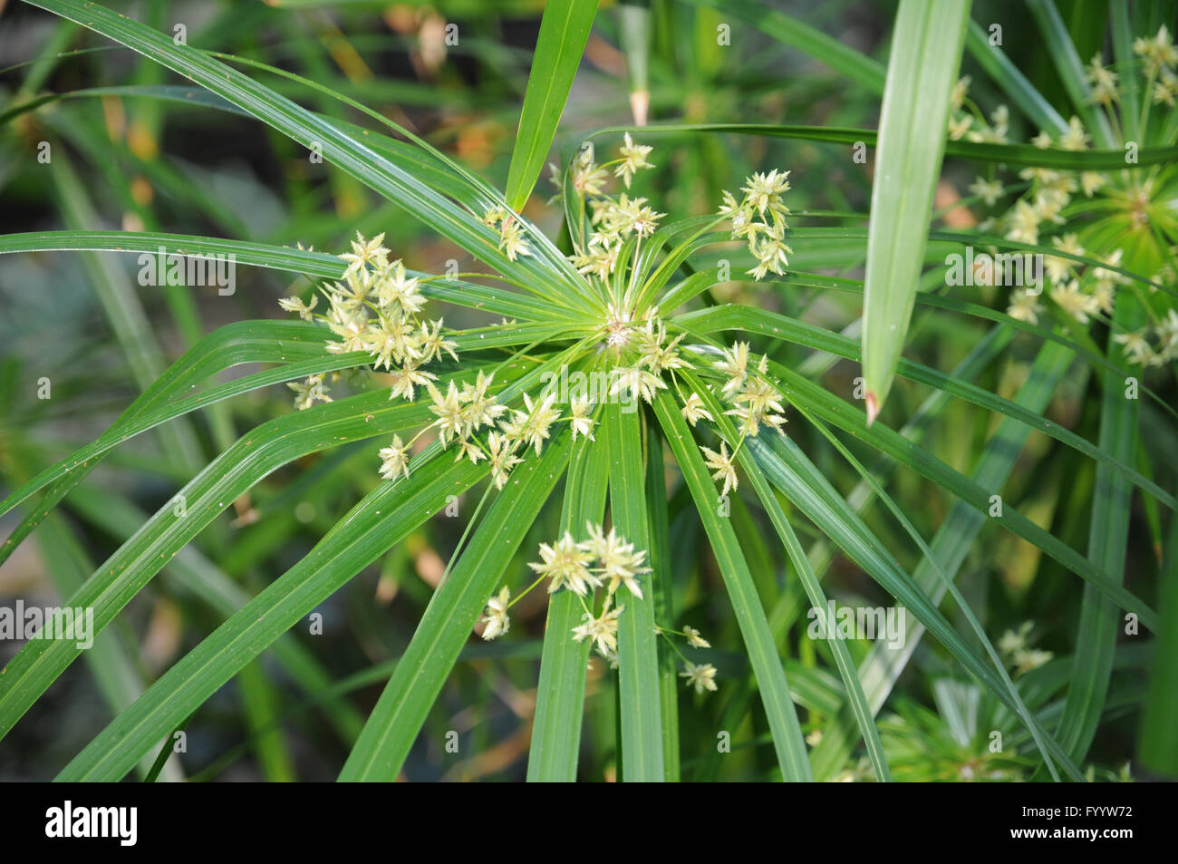 Cyperus involucratus, Umbrella papyrus Stock Photo