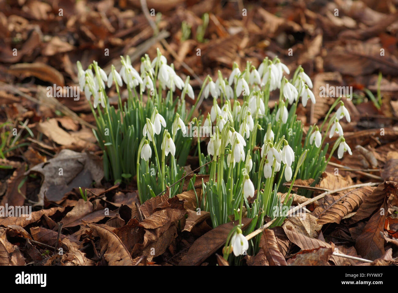 Galanthus nivalis, Snowdrop Stock Photo