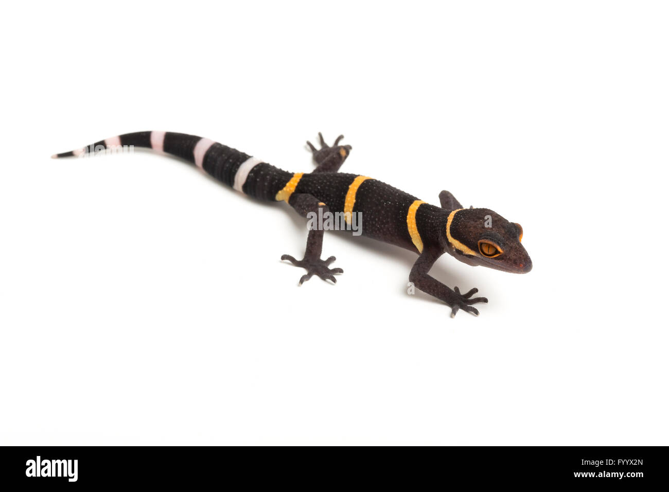 Hainan Cave Gecko, Goniurosaurus hainanensis, a member of the Eublepharidae.  Captive (origin Japan) Stock Photo