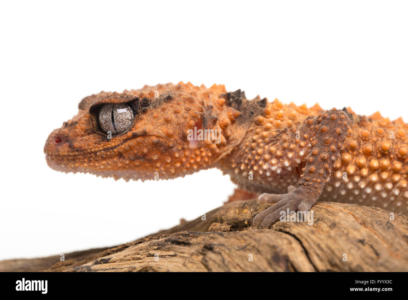 Banded Knob-tailed Gecko, Nephrurus wheeleri. A member of the Carphodactylidae family.  Captive, (origin Australia) Stock Photo