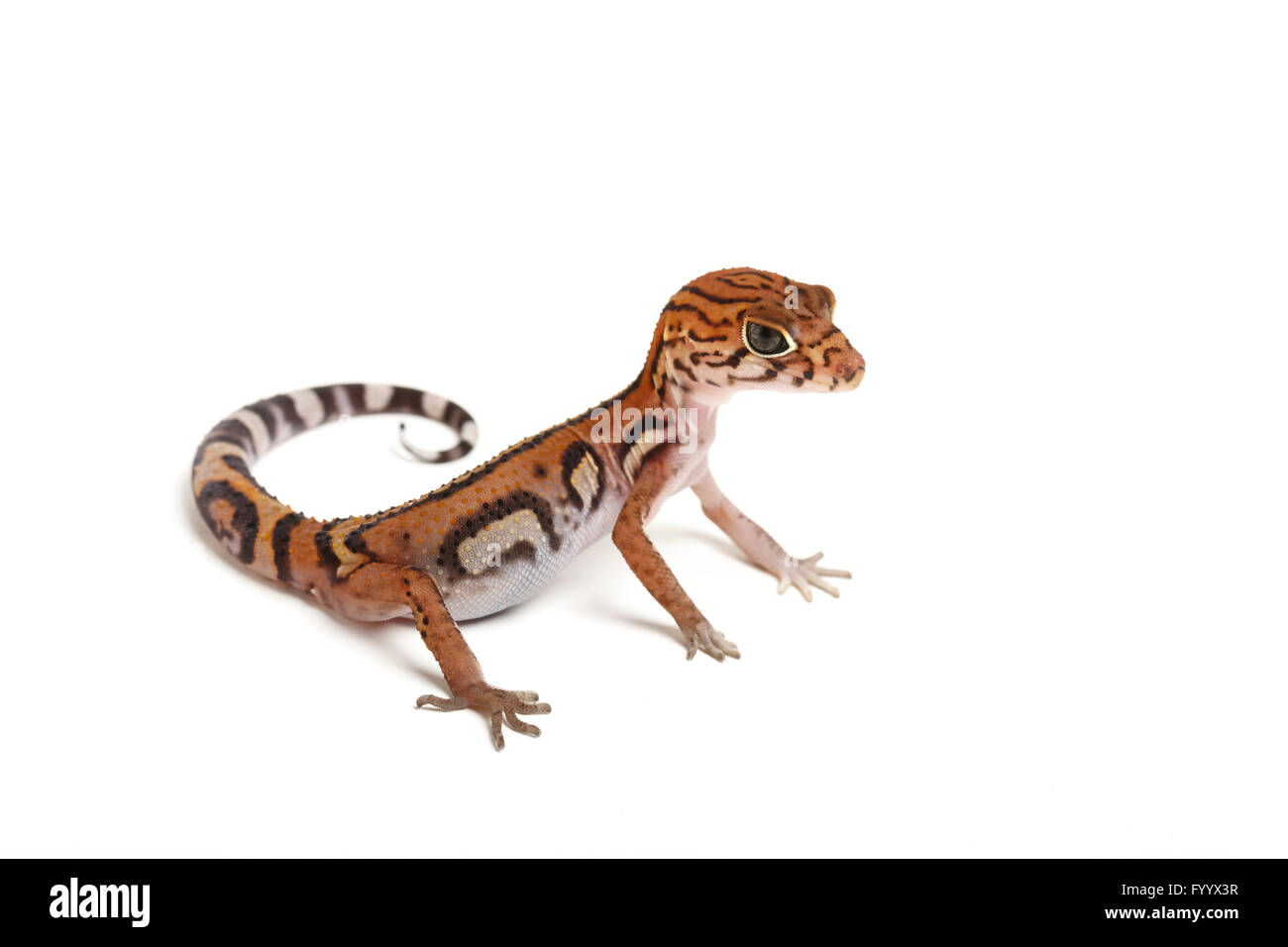 Yucatán Banded Gecko, Coleonyx elegans, adult. Central America. A member of the Eublepharidae family (captive) Stock Photo