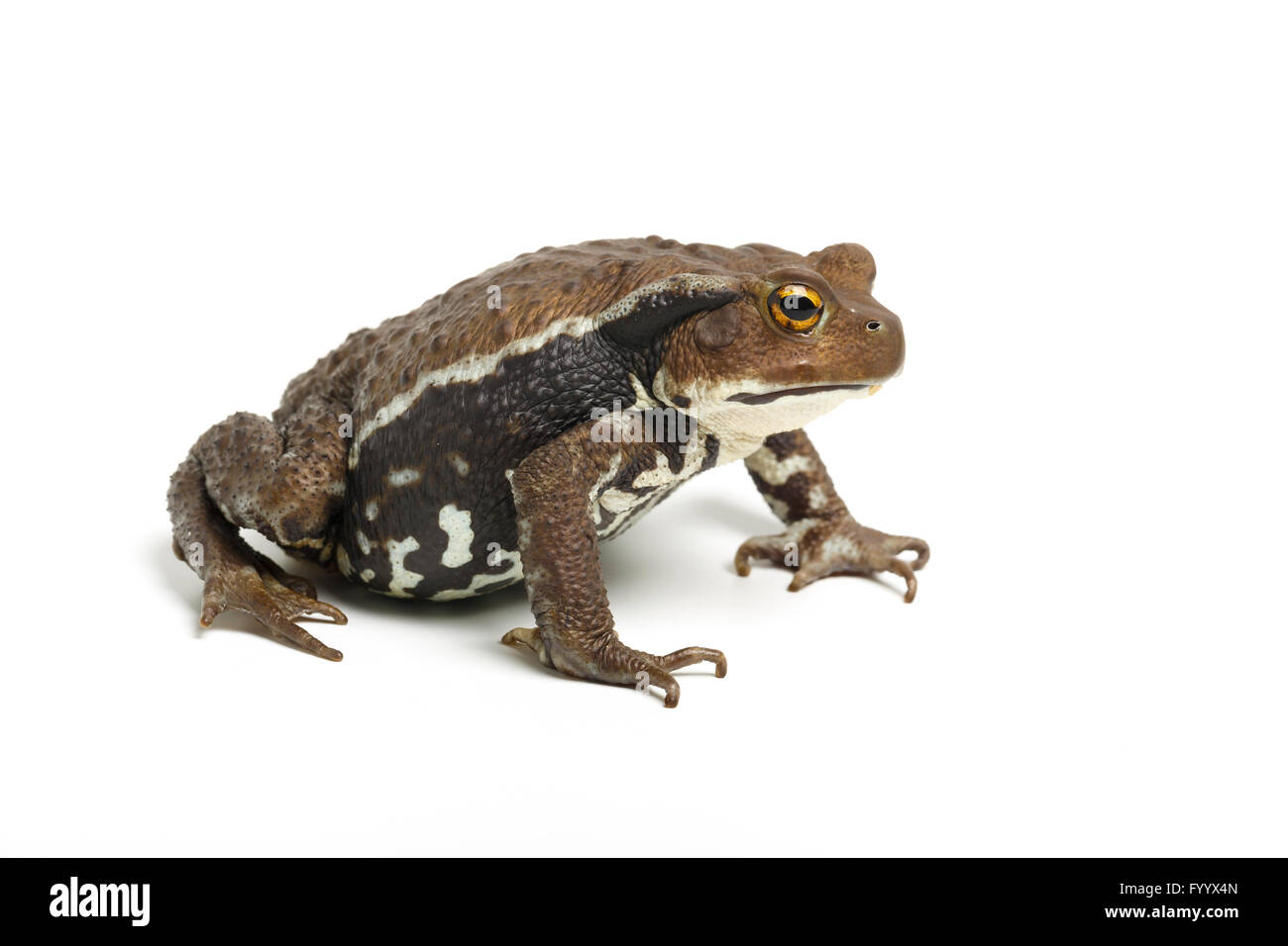 Japanese Common Toad, Bufo japonicus, a member of the Bufonidae family. Captive (origin Japan). Bufonidae Stock Photo
