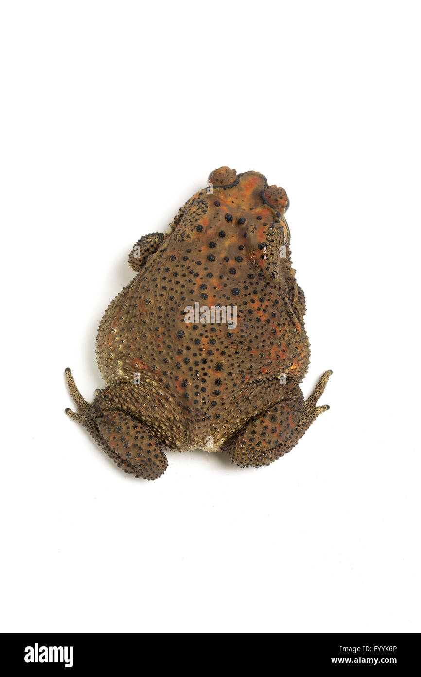 Black-spined Toad, Asian Common Toad, or Asian Toad, Duttaphrynus melanostictus, SE Asia (captive). Formerly Bufo melanostictus. Stock Photo