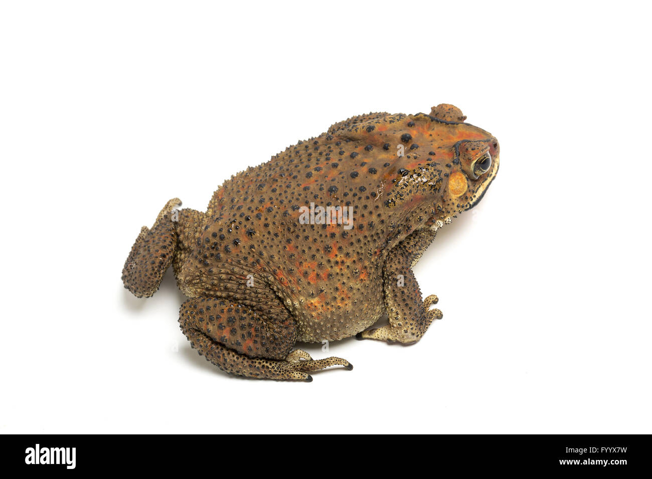 Black-spined Toad, Asian Common Toad, or Asian Toad, Duttaphrynus melanostictus, SE Asia (captive). Formerly Bufo melanostictus. Stock Photo