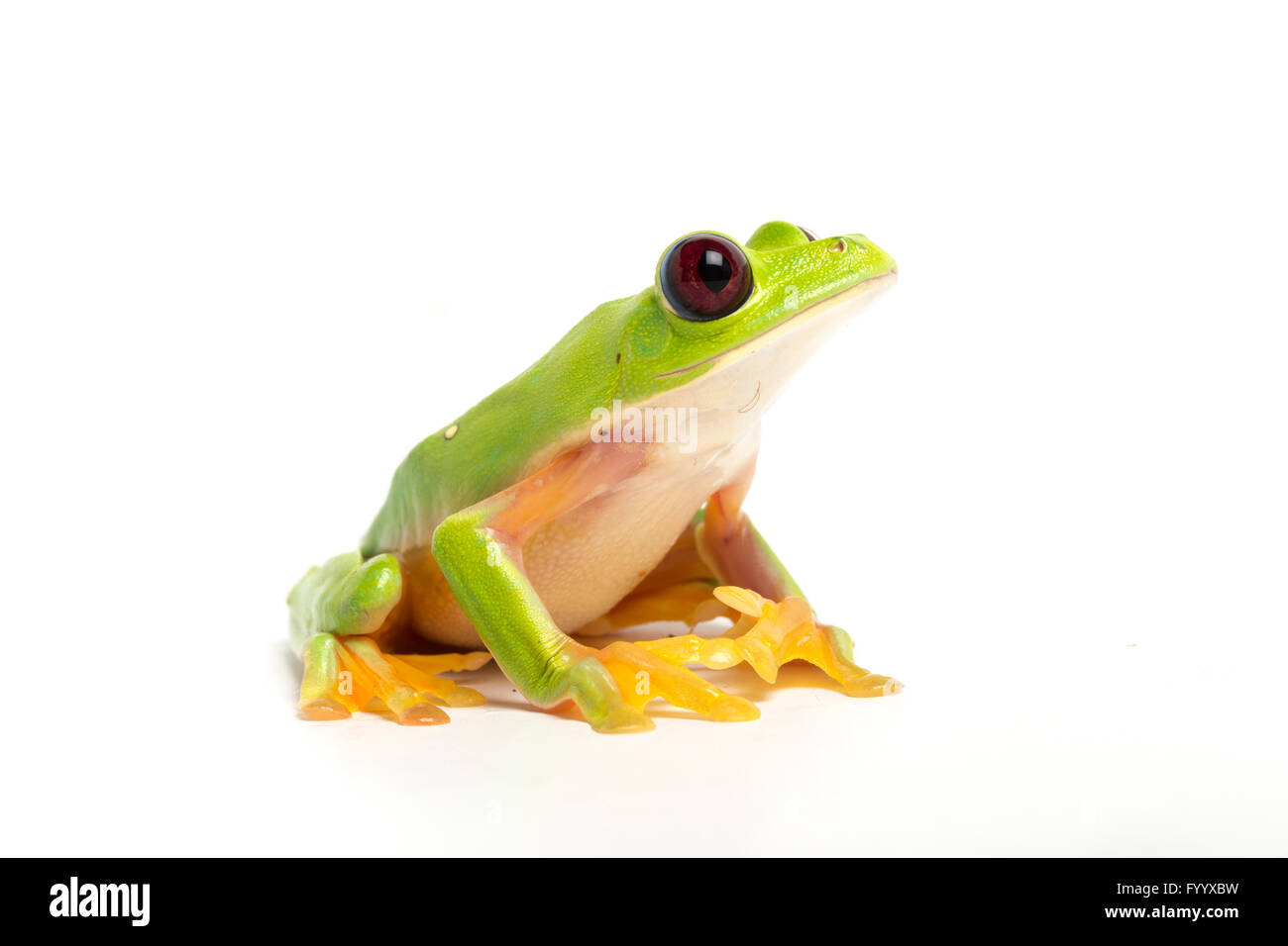 Spurrell's Leaf Frog, Agalychnis spurrelli, Costa Rica (captive) Stock Photo